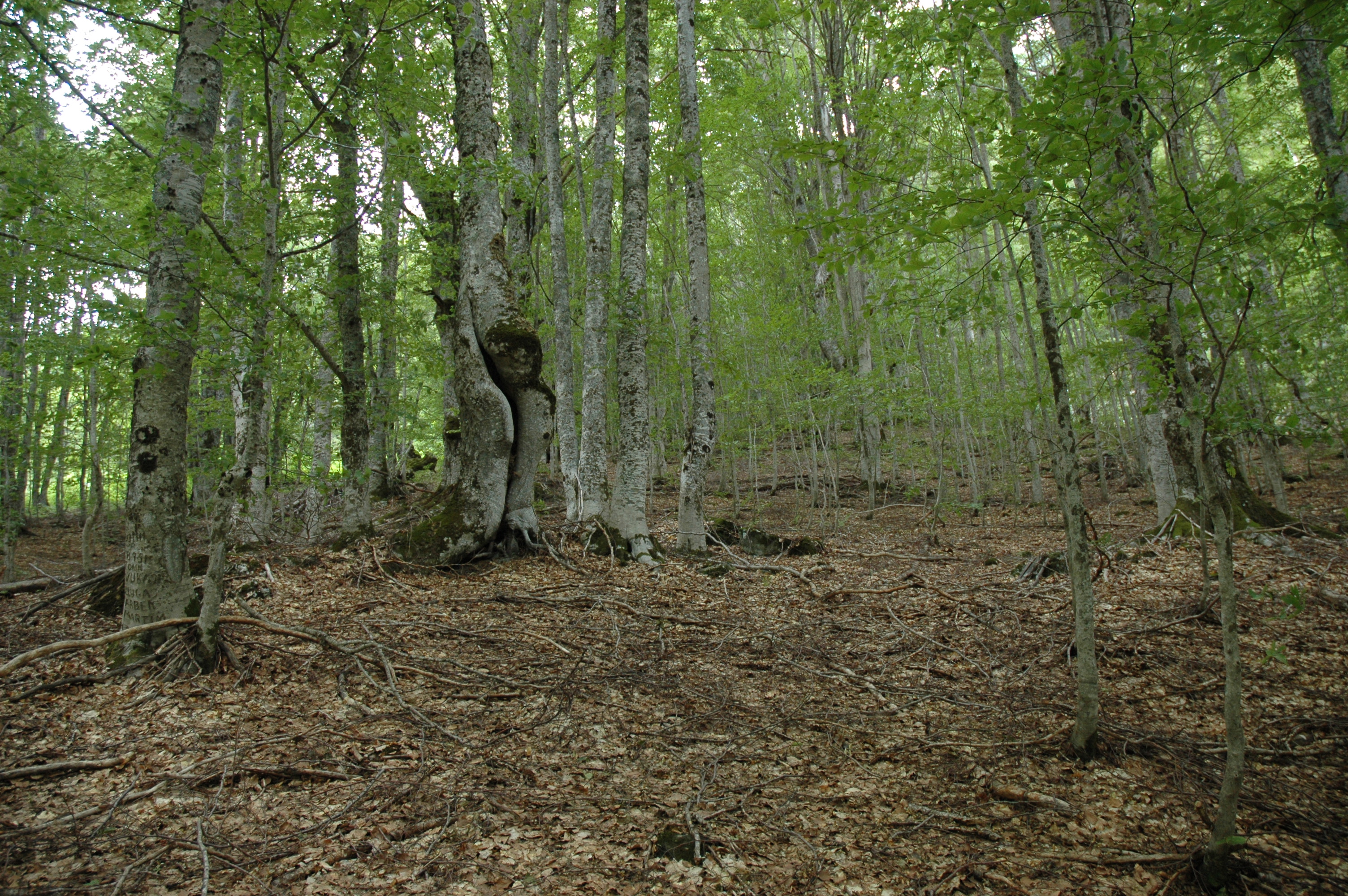 Lumi i Gashit Urwald Albanien