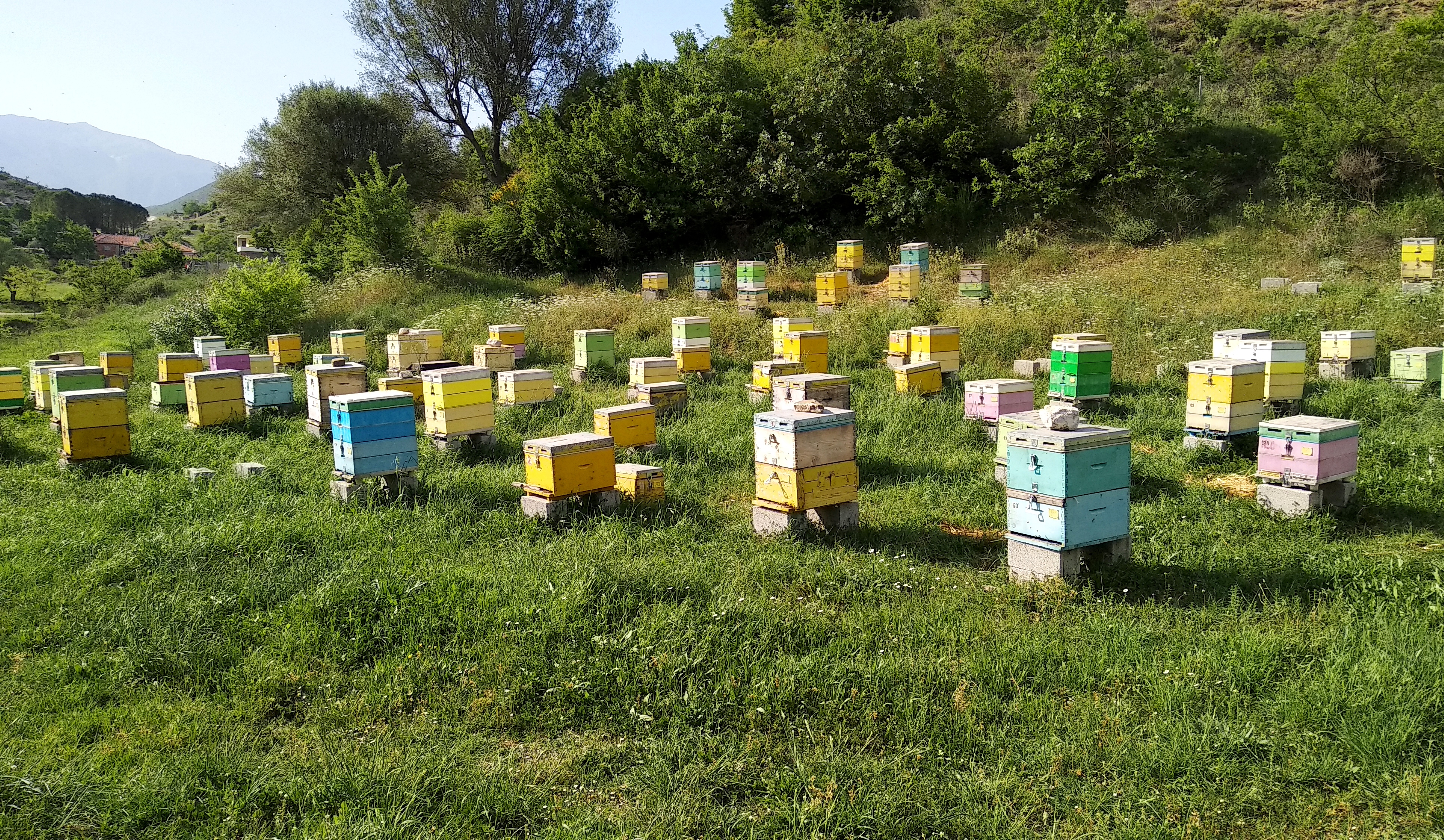 Beehives in Gjirokastra