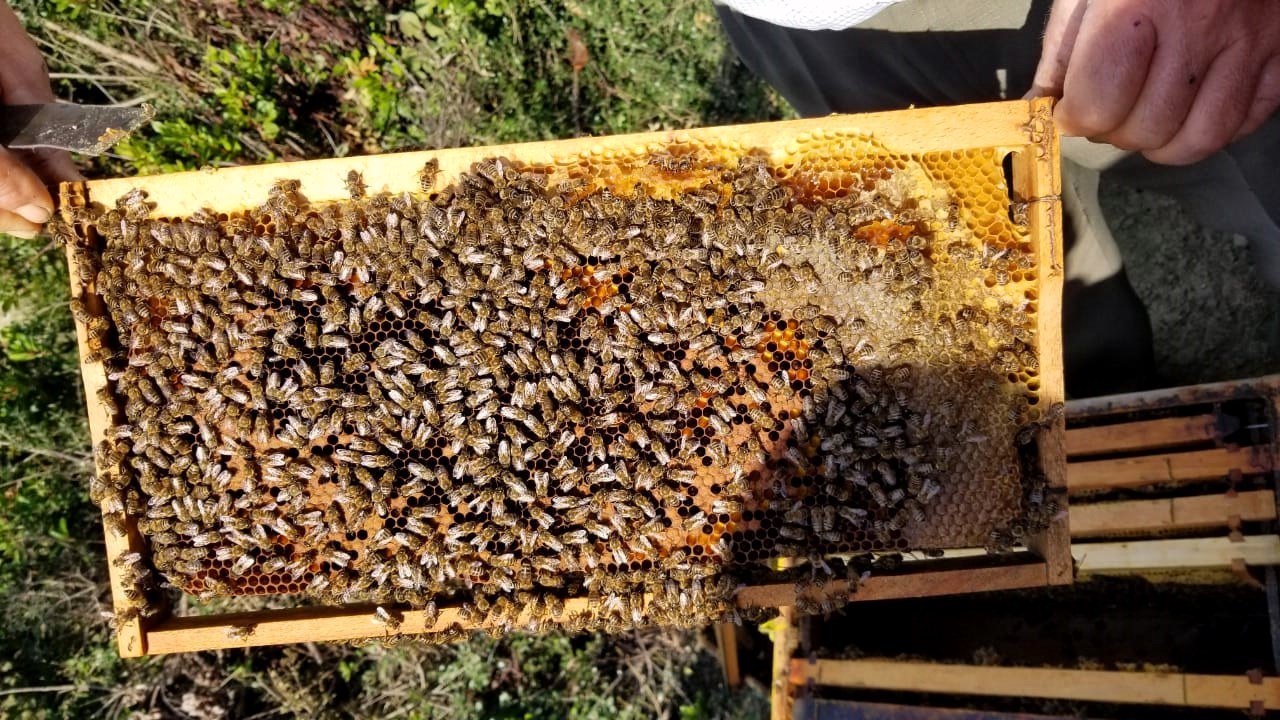 Beehives in Gjirokastra