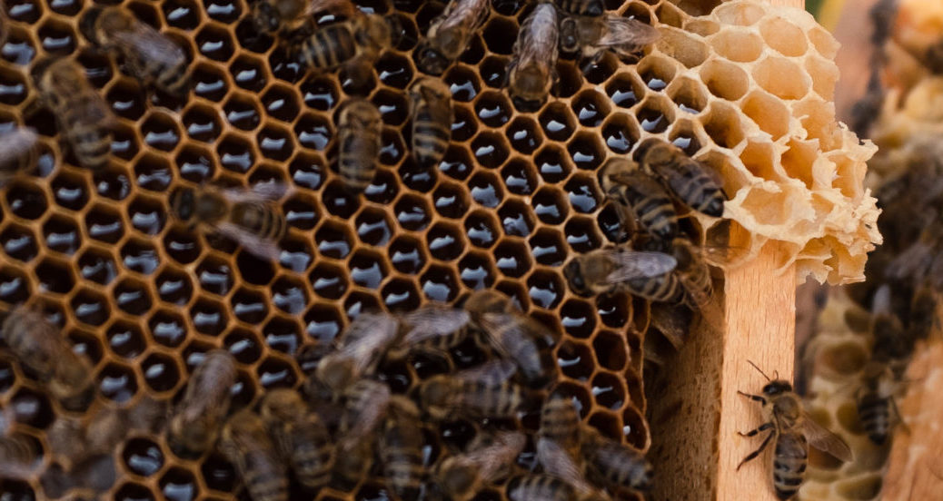 Nahaufnahme von Bienen auf einem Wabenrähmchen