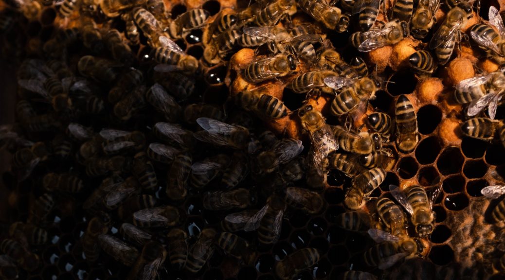 Close-up of bees on a frame